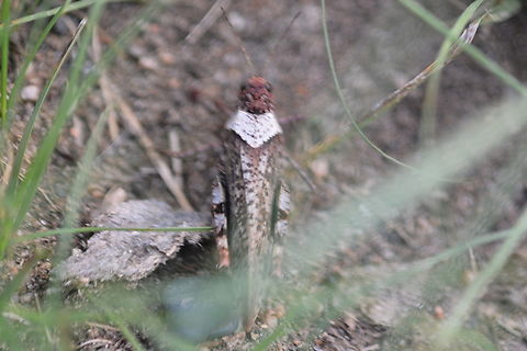 Grasshopper  Geotagged,Mongolia,Summer