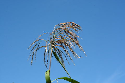 Common reed  Common reed,Geotagged,Phragmites australis,South Korea,Summer