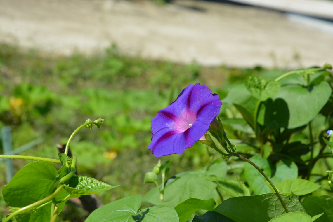 Morning glory, 나팔꽃  Common Morning Glory,Geotagged,Ipomoea purpurea,South Korea,Summer,나팔꽃