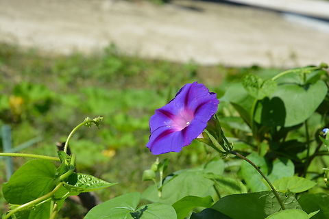 Morning glory, 나팔꽃  Common Morning Glory,Geotagged,Ipomoea purpurea,South Korea,Summer,나팔꽃