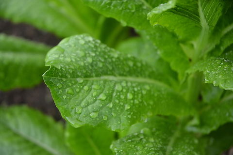 Korean Lettuce, 상추 One of Korean favorite vegetables Geotagged,South Korea,Summer,한국상추