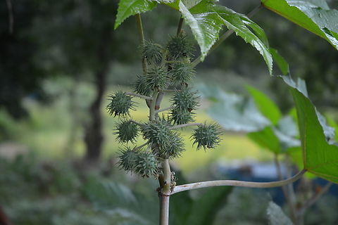 Ricinus, 아주까리  Castorbean,Geotagged,Ricinus communis,South Korea,Summer,아주까리