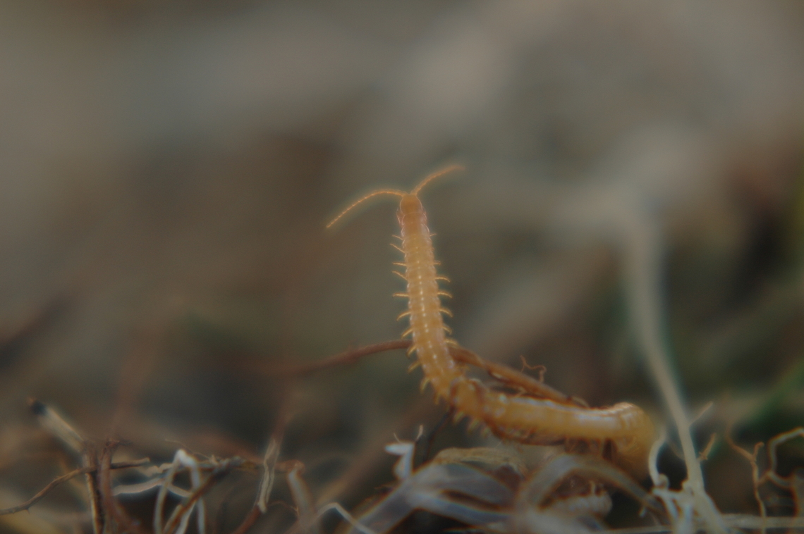 Chilopoda How fast they are! Chilopoda,Geophilidae,Geotagged,South Korea,Spring,순각류