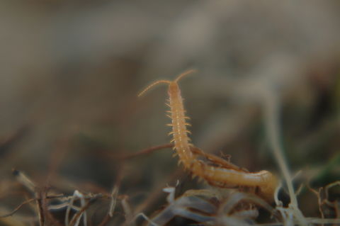 Chilopoda How fast they are! Chilopoda,Geophilidae,Geotagged,South Korea,Spring,순각류