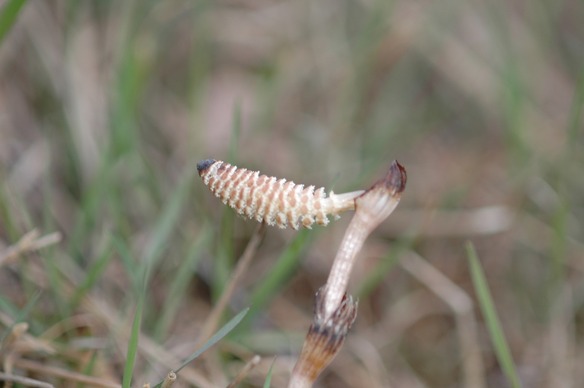 Equisetum arvense, 쇠뜨기 Broken, but showing strong vitality! Equisetum arvense,Field horsetail,Geotagged,South Korea,Spring,쇠뜨기