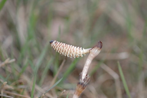Equisetum arvense, 쇠뜨기 Broken, but showing strong vitality! Equisetum arvense,Field horsetail,Geotagged,South Korea,Spring,쇠뜨기