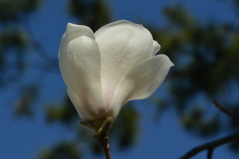 Magnolia denudata We generally use common name, Magnolia. It can be seen every corner of Korea from late March to early April. Champak,Geotagged,Magnolia champaca,Magnolia denudata,South Korea,Spring,magnolia,목련꽃