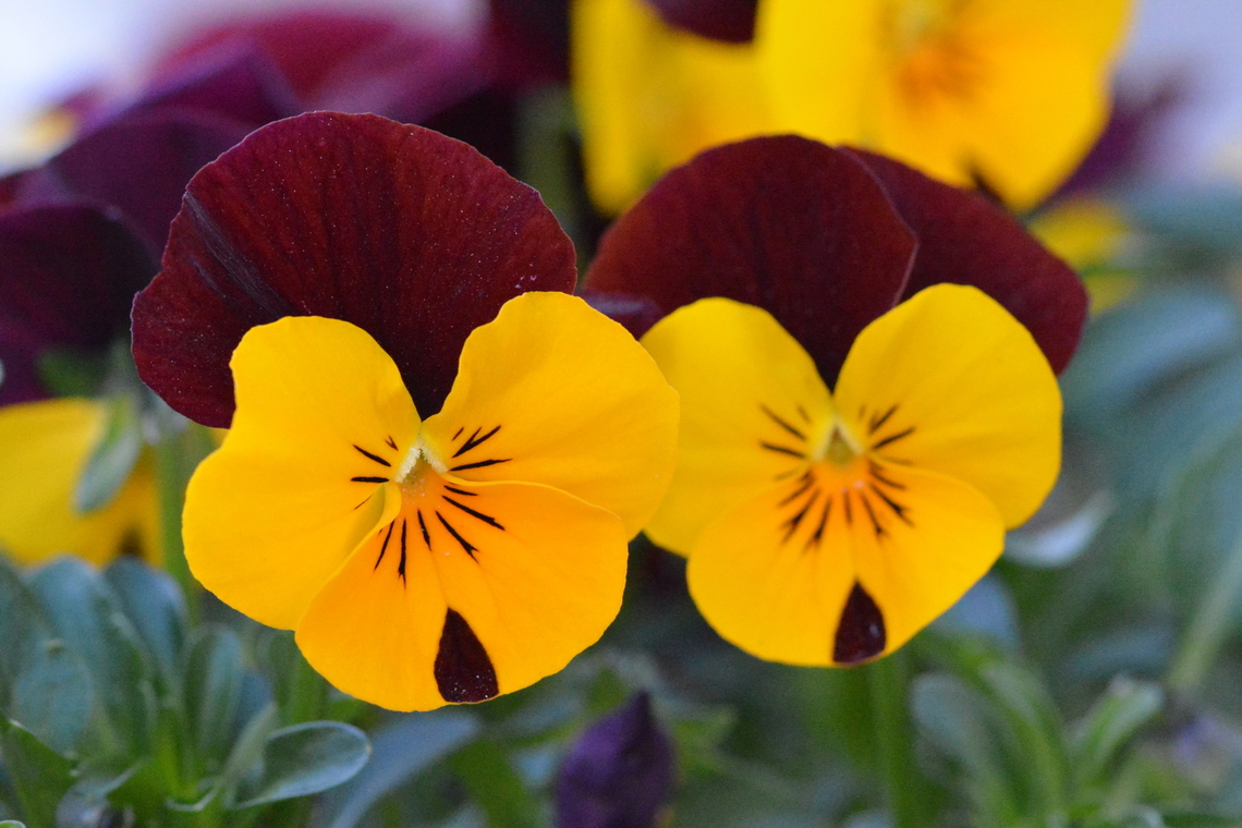 Pansy Sister - V. x wittrockiana We call it Pansy here in Korea. Hardly use schoolarstic name. Field pansy,Geotagged,Heartsease,Pansy,South Korea,Spring,Viola tricolor,Viola tricolor var. hortensis,Viola × wittrockiana,pansy,팬지자매