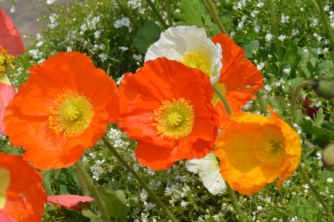 Papaver nudicaule, South Korea  Geotagged,Iceland poppy,Papaver nudicaule,South Korea,Spring,개양귀비