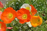 Papaver nudicaule, South Korea  Geotagged,Iceland poppy,Papaver nudicaule,South Korea,Spring,개양귀비