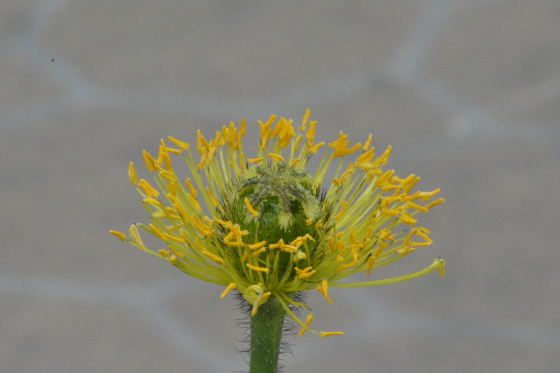 Papaver nudicaule , South Korea  Geotagged,South Korea,Spring