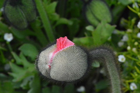 Papaver nudicaule, South Korea  Geotagged,Iceland poppy,Papaver nudicaule,South Korea,Spring,개양귀비