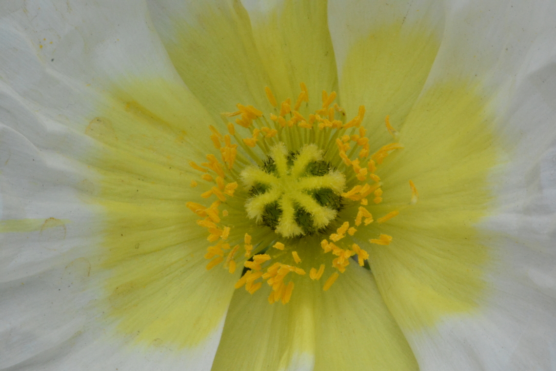 Papaver nudicaule - closeup, South Korea  Geotagged,Iceland poppy,Papaver nudicaule,South Korea,Spring