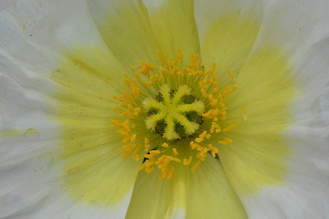 Papaver nudicaule - closeup, South Korea  Geotagged,Iceland poppy,Papaver nudicaule,South Korea,Spring