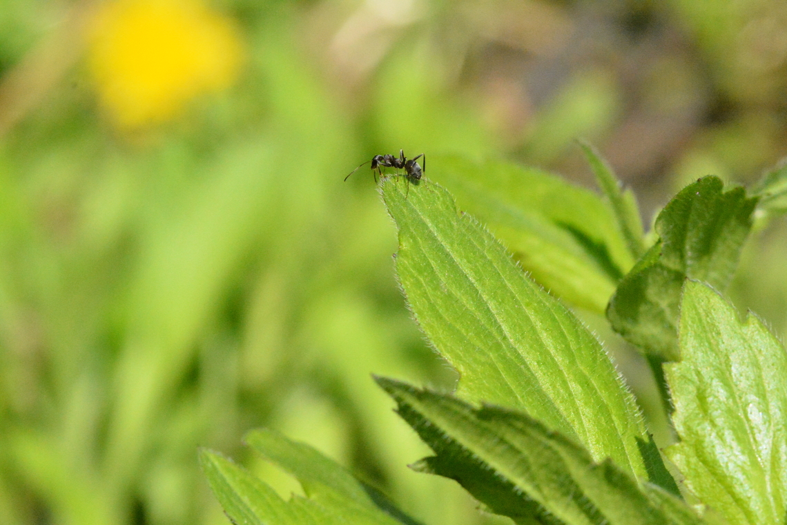 Ant on Mugwart leaf  Geotagged,South Korea,Spring