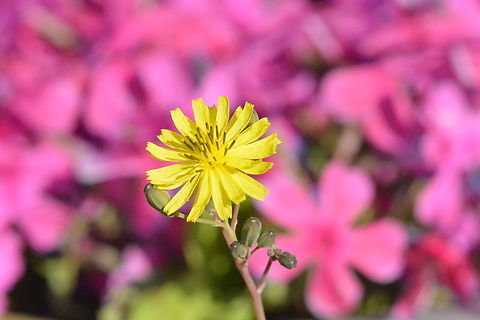Youngia Japonica  Geotagged,Oriental false hawksbeard,South Korea,Spring,Youngia japonica