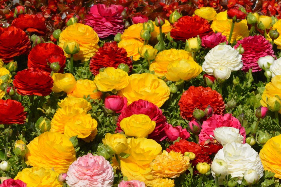Ranunculus  Australian Buttercup,Geotagged,Goldilocks buttercup,Littleleaf buttercup,Persian buttercup,Ranunculus,Ranunculus asiaticus,South Korea,Spring
