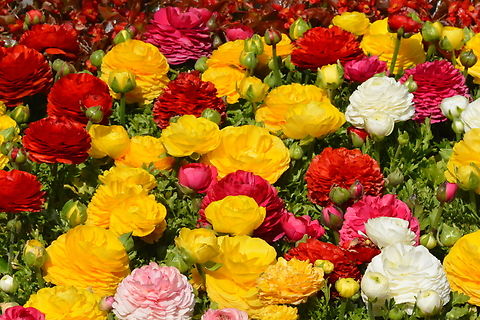 Ranunculus  Australian Buttercup,Geotagged,Goldilocks buttercup,Littleleaf buttercup,Persian buttercup,Ranunculus,Ranunculus asiaticus,South Korea,Spring