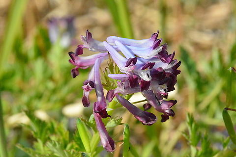 Corydalis incisa,현호색  Corydalis flavula,Geotagged,South Korea,Spring,Yellow fumewort