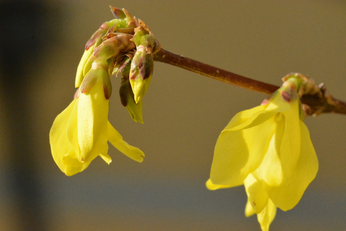 Forsythia Koreana, 개나리  Forsythia koreana,Geotagged,South Korea,Winter,개나리