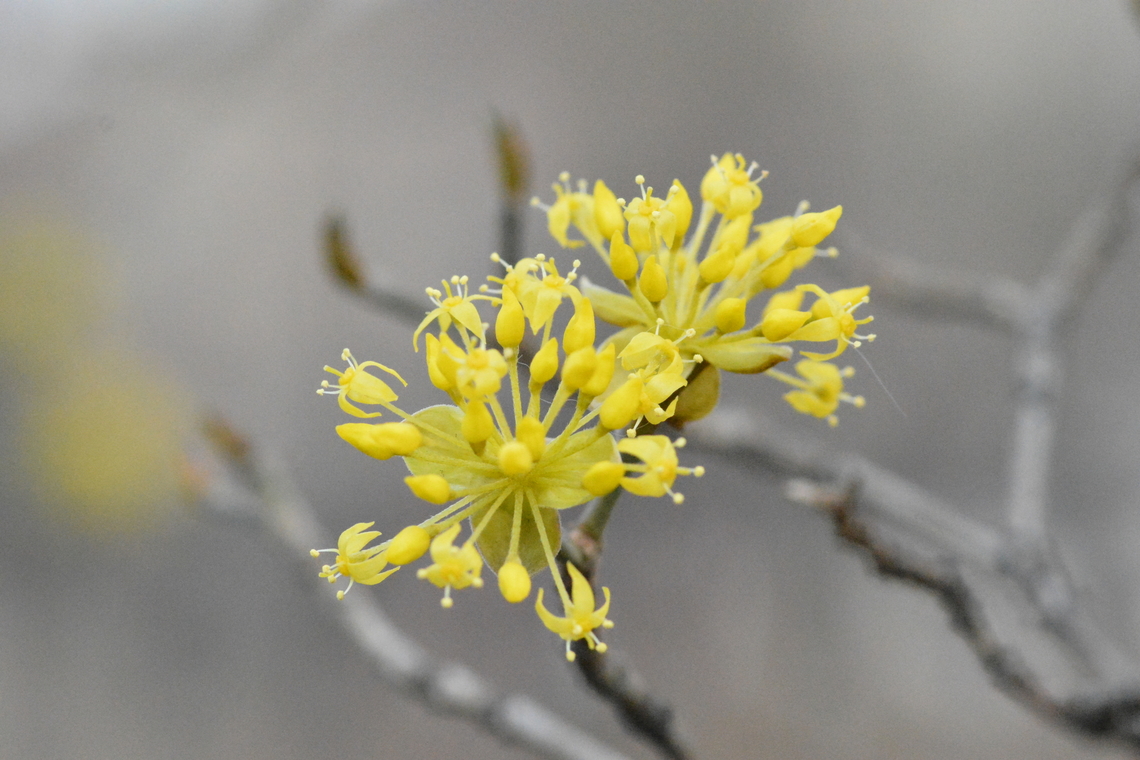 Cornus officinalis, 산수유 Known as a spring messanger here in Korea, flowering early March, before spring come. Cornus officinalis,Geotagged,South Korea,Winter,spring messenger,개나리,봄의전령사