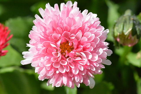 Dahlia pinnata, 다알리아  Dahlia pinnata,Geotagged,South Korea,Spring,다알리아