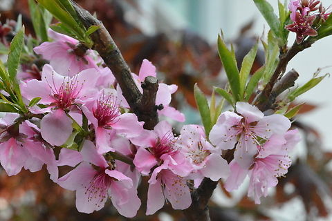Prunus persica -Peach, 복숭아 꽃  Geotagged,PeachPrunus persica,Prunus persica,South Korea,Spring,복숭아꽃