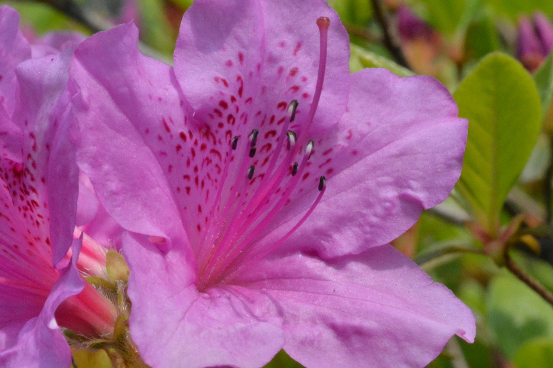 Rhododendron mucronulatum, Azalea, 진달래 Common name, Azalea, or Korean Rosebay, 진달래, Native to Korea Geotagged,Rhododendron mucronulatum,South Korea,Spring,azalea,진달래,한국전통진달래