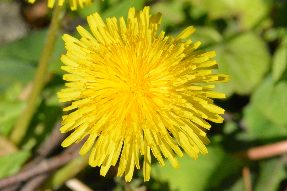 Taraxacum platycarpum, 민들레  Geotagged,South Korea,Spring,Taraxacum platycarpum,민들레