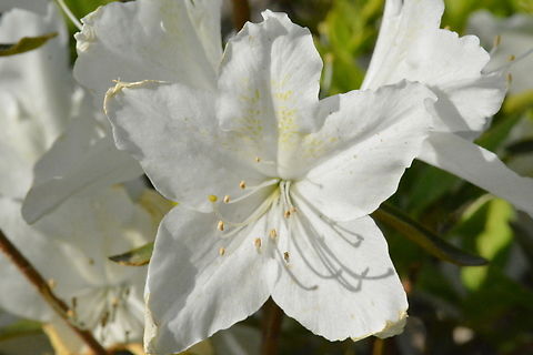 White Rhododendron schlippenbachii, 흰철쭉, 백철쭉 Native to Korean Geotagged,Rhododendron schlippenbachii,South Korea,Spring,흰철쭉