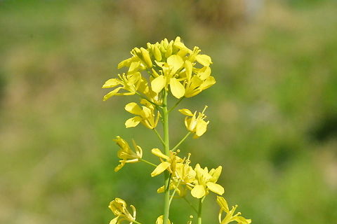 Brassica napus,유채꽃  Brassica napus,Geotagged,Rapeseed,South Korea,Spring,유채꽃