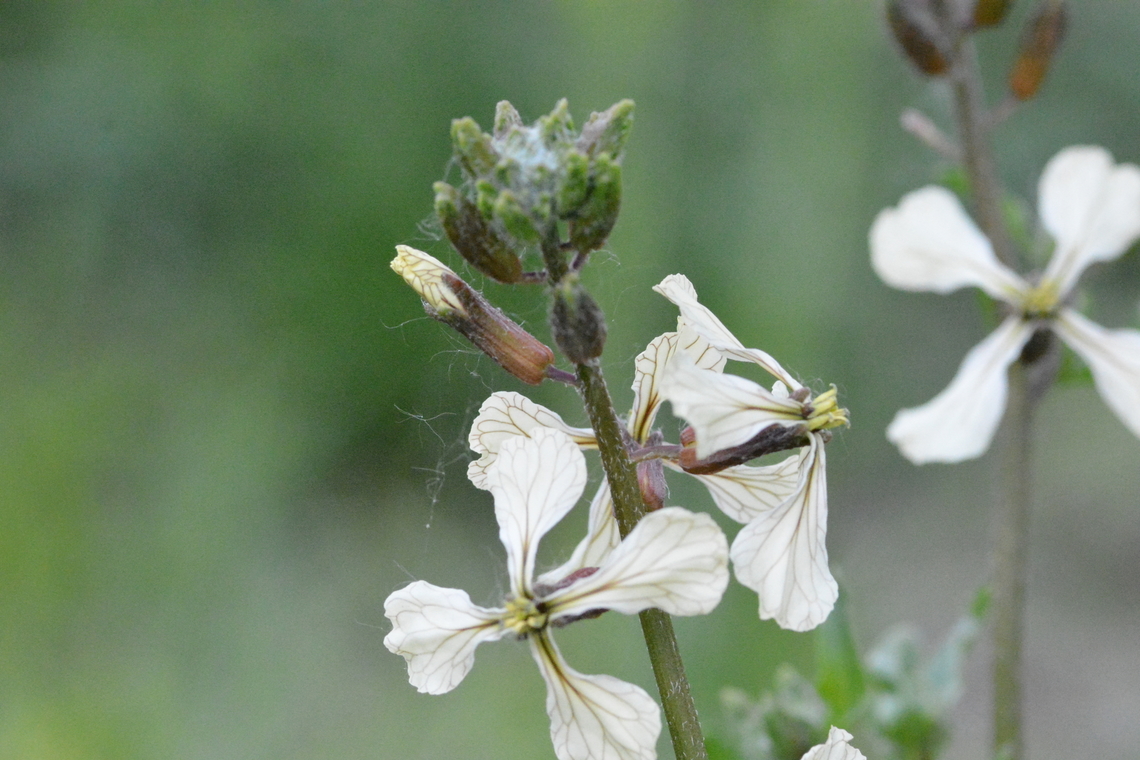 raphanus raphanistrum,  Geotagged,Jointed charlock,Raphanus raphanistrum,South Korea,Spring