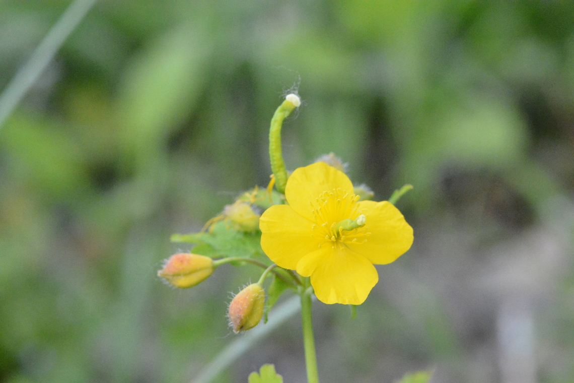 Greater celandine, 애기똥풀 Korean name 애기똥풀, meaning flower of baby feces Chelidonium majus,Geotagged,Greater celandine,South Korea,Spring,애기똥풀