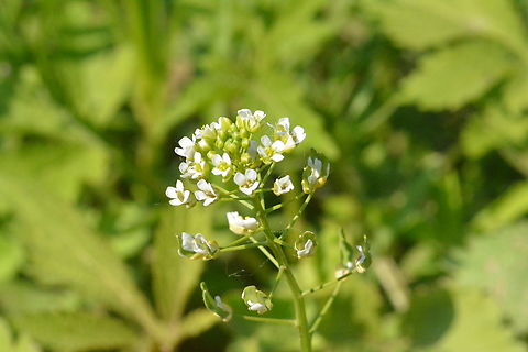 C. bursa-pastoris  C. bursa-pastoris,Capsella  bursa-pastoris,Geotagged,Shepherds purse,South Korea,Spring