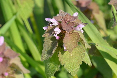 Lamium purpureum, 자주광대나물  Geotagged,Lamium purpureum,Red Deadnettle,South Korea,Spring,자주광대나물