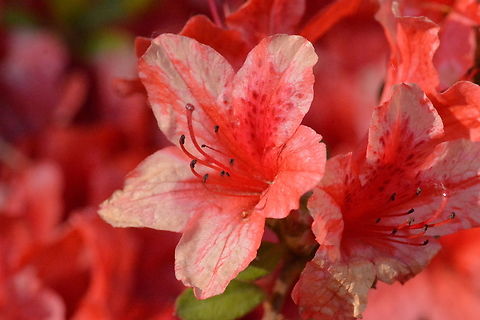 Rhododendron indicum, 진산홍  Geotagged,Rhododendron indicum,Rhododendron mucronulatum,Rododendron mucronulatum,South Korea,Spring,Tsutsusi Azalea,영산홍
