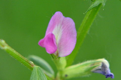 Vicia sativa, 살갈퀴  Common vetch,Geotagged,South Korea,Spring,Vicia sativa,vicia sativa,살갈퀴
