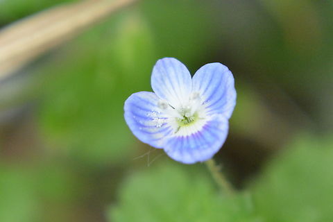 Persian speedwell, 큰봄까치꽃  Geotagged,Persian speedwell,South Korea,Spring,Veronica persica,큰봄까치꽃