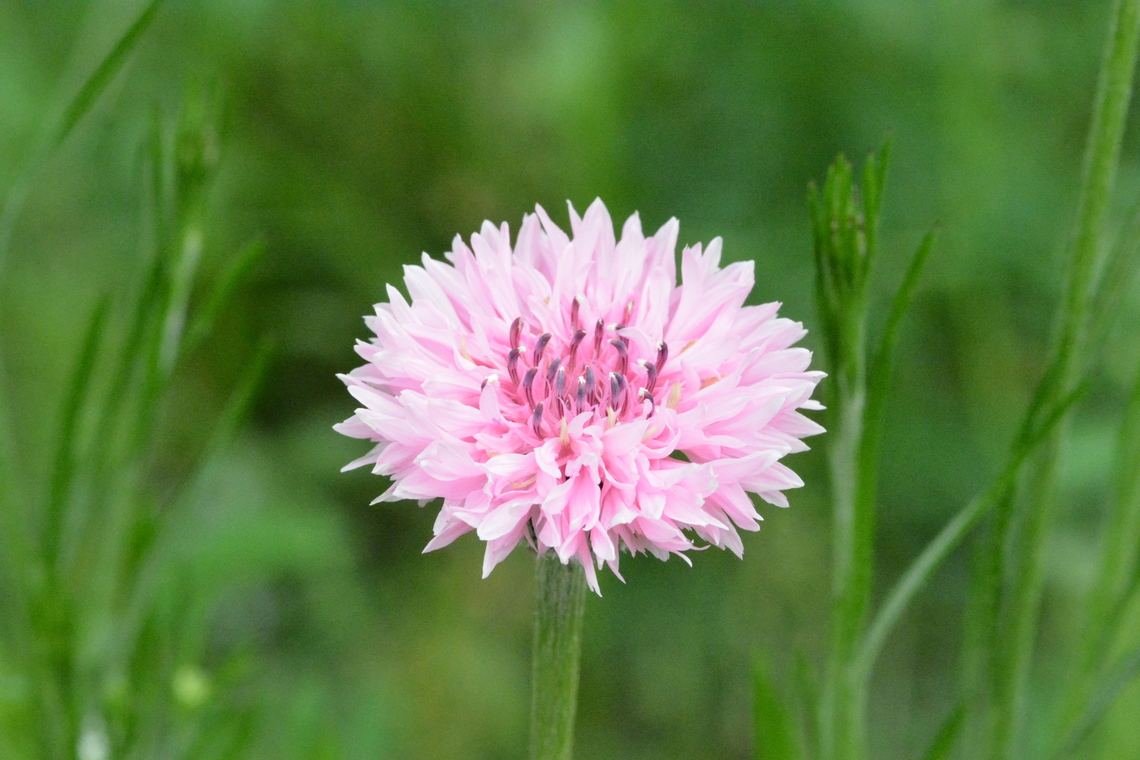 Centaurea cyanus, 수레국화  Bachelors button,Centaurea cyanus,Geotagged,South Korea,Spring,수레국화