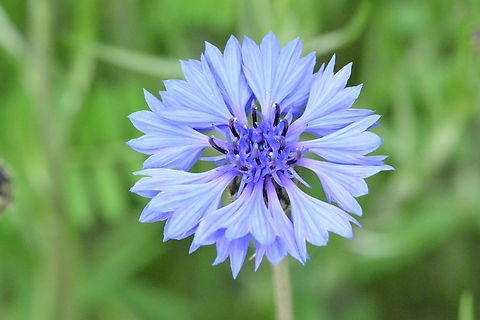 Centaurea cyanus, 수레국화  Bachelors button,Centaurea cyanus,Geotagged,South Korea,Spring,수레국화