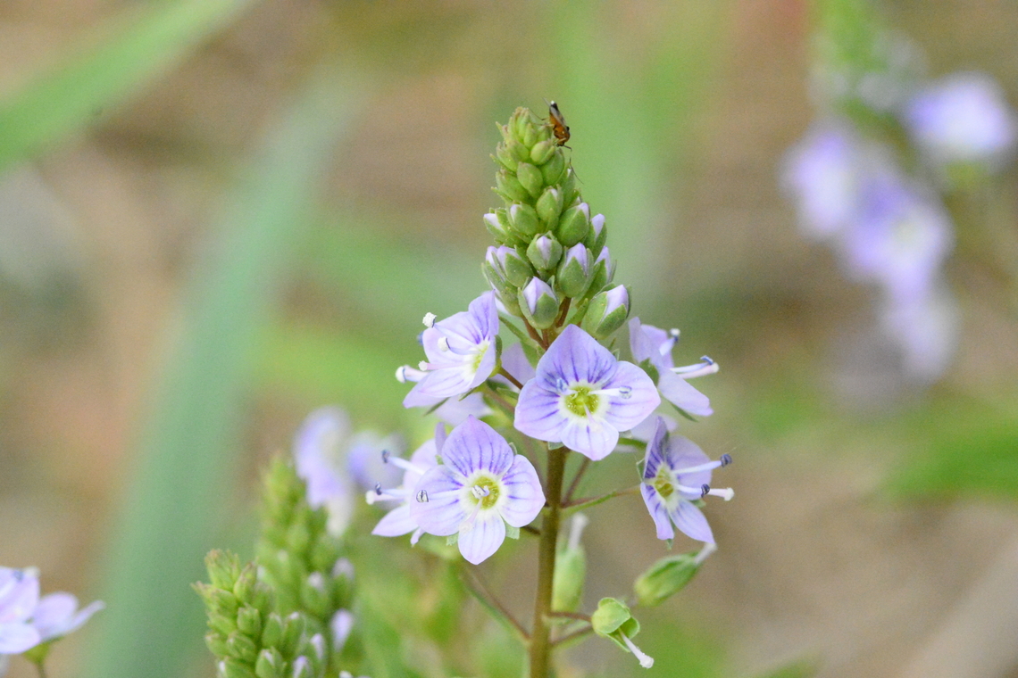Veronica anagallis-aquatica, Water speedwell, 큰물칭개나물  Geotagged,Spring,Veronica anagallis-aquatica,Water speedwell,큰물칭개나물