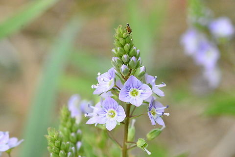 Veronica anagallis-aquatica, Water speedwell, 큰물칭개나물  Geotagged,Spring,Veronica anagallis-aquatica,Water speedwell,큰물칭개나물