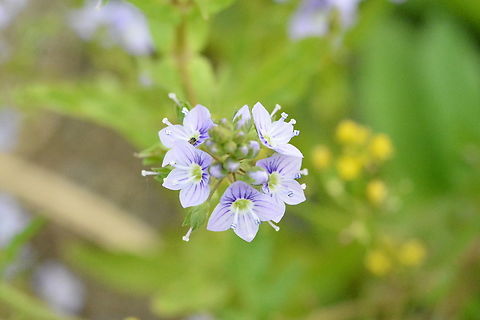 Veronica anagallis-aquatica, Water speedwell, 큰물칭개나물  Geotagged,South Korea,Spring,Veronica anagallis-aquatica,Water speedwell,큰물칭개나물
