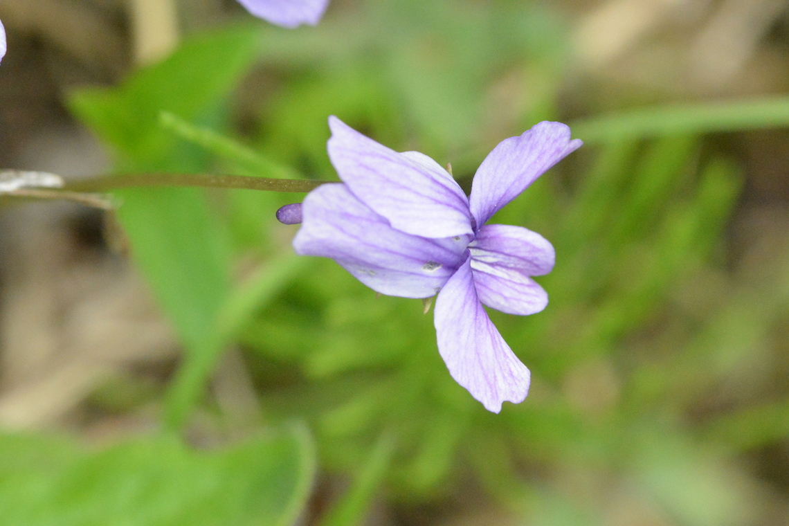 marsh blue violet  Geotagged,Spring,Viola  cucullata,Viola cucullata,marsh blue violet