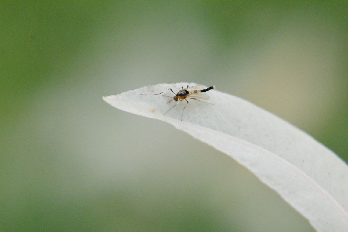 Chironomidae Cricotopus Help me, please! Chironomidae,Chironomidae Cricotopus,Geotagged,South Korea,Spring