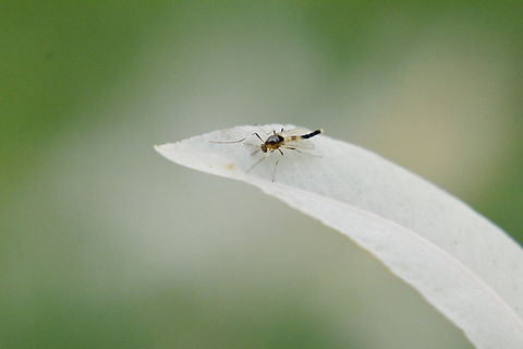 Chironomidae Cricotopus Help me, please! Chironomidae,Chironomidae Cricotopus,Geotagged,South Korea,Spring