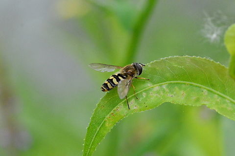 Syrphus ribesii  Common Flower Fly,Geotagged,South Korea,Spring,Syrphus ribesii