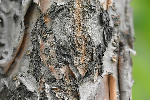 Birch bark  Betula pendula,Birch bark,Geotagged,Silver birch,South Korea,Spring