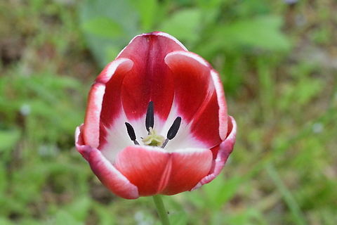 Tulipa gesneriana  Geotagged,South Korea,Spring,Tulipa gesneriana,Tulipa gesneriara