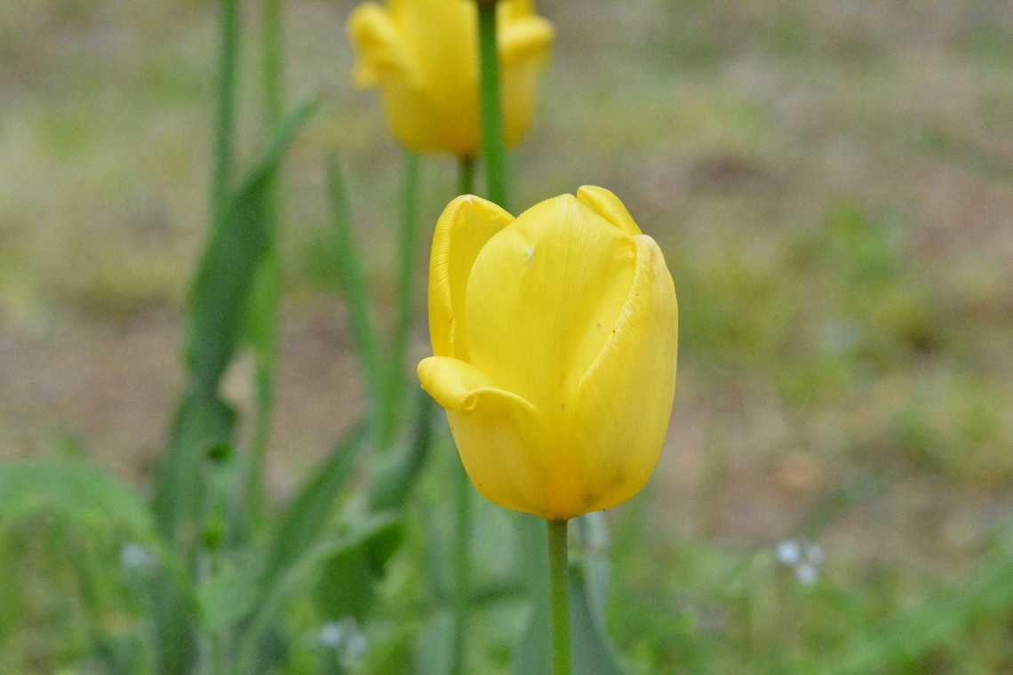 Tulipa gesneriana  Geotagged,South Korea,Spring,Tulipa gesneriana,Tulipa gesneriara